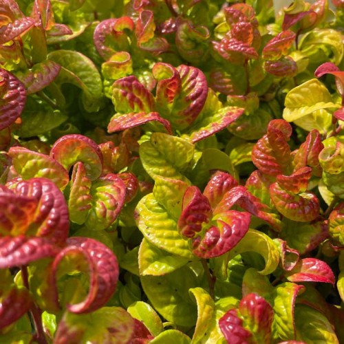 Leucothoe axillaires Curly Red Evergreen | ScotPlants Direct